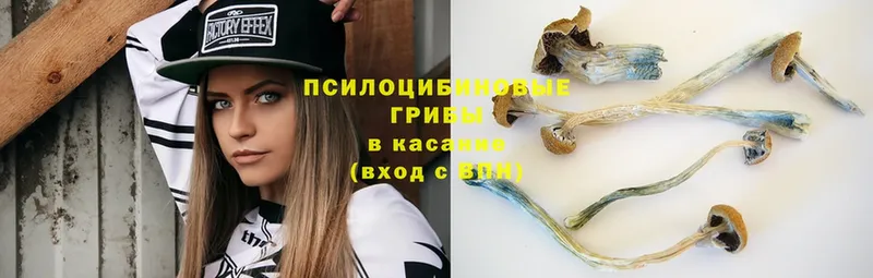 Псилоцибиновые грибы Cubensis  где купить наркоту  kraken рабочий сайт  Моздок 